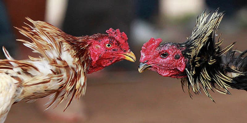 Tìm hiểu Chọi Gà – Trò chơi đỉnh cao