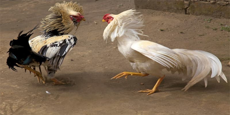 Chọi Gà với mẹo nâng cao tỷ lệ thắng